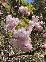 sakura1