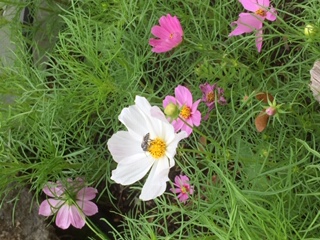 thumbnail_IMG_0867